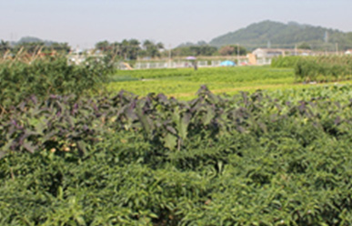 菜地難種、施肥低效、薊馬高發(fā)，咋辦？這里有高招！