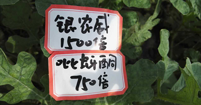 【探索】是什么讓黃蚜如此落敗？